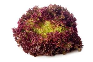 s_lollo rosso Salate & Blattgemüse - Lollo bionda – rossa - Hofladen Altkö
